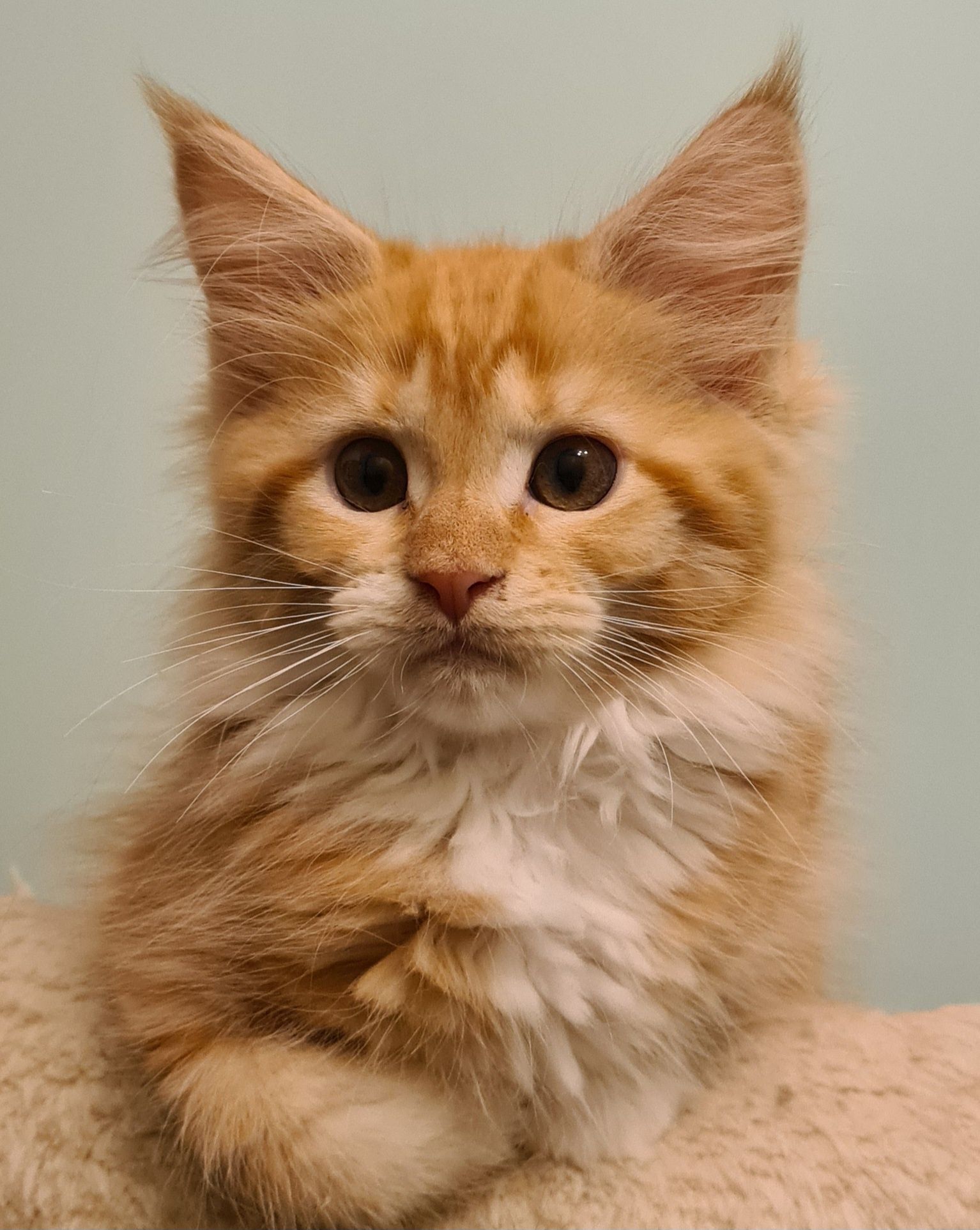 Prześliczna ruda kotka