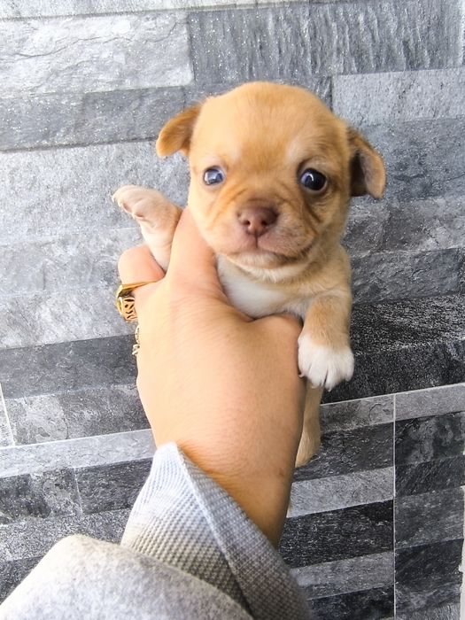 Chihuahua Mini Menino de olhos azuis.