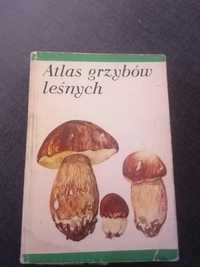 Mały atlas grzybów leśnych