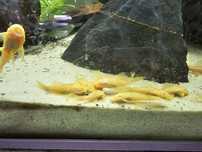 Ancistrus Albinos Dourado