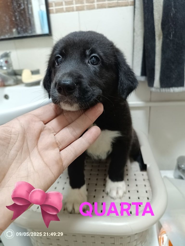 3 cadelinhas para Adoção