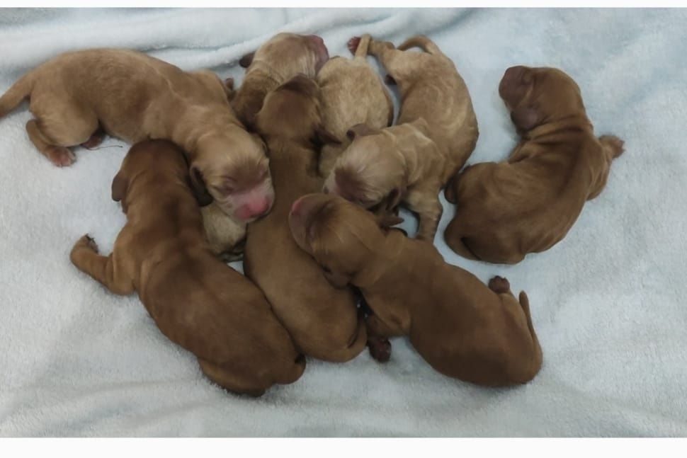 Ostatnia wolna suczka. Z rodowodem. Cocker spaniel angiel