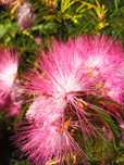 Calliandra pudrowy krzew i bananowiec