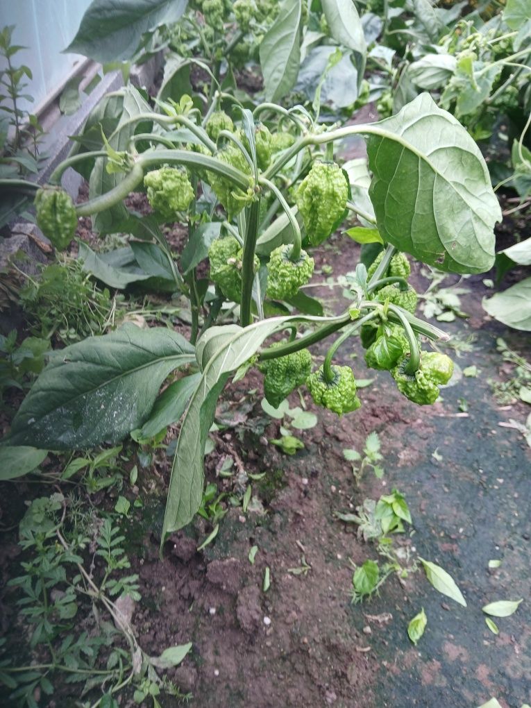 Papryka Pepper X