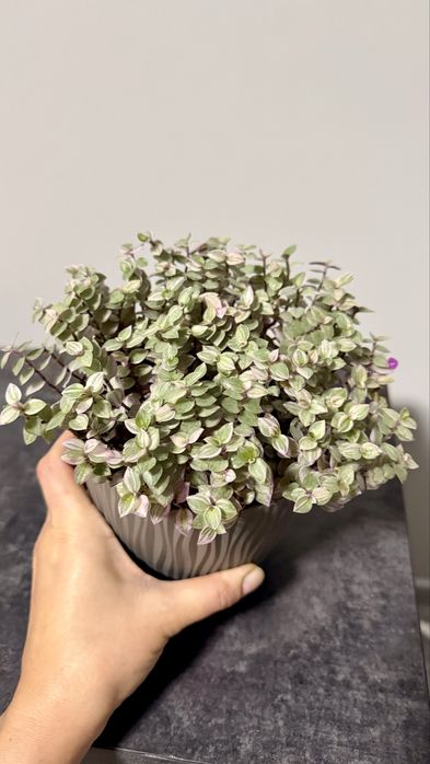 Традесканція триколор сциндапсус епіпремнум