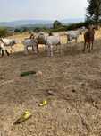 Cabras alpinas e xanen