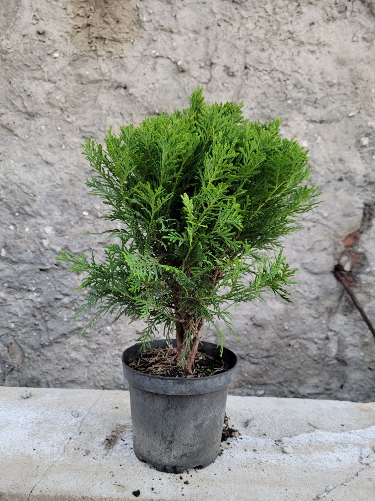 Darmowa dostawa!!! Tuja szmaragd 110cm! Promocja!!!