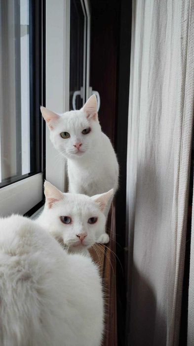 Gatinhos brancos para adoção