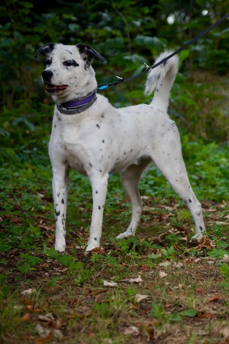 Cziko- domowy mix dalmatyńczyk szuka nowego domu