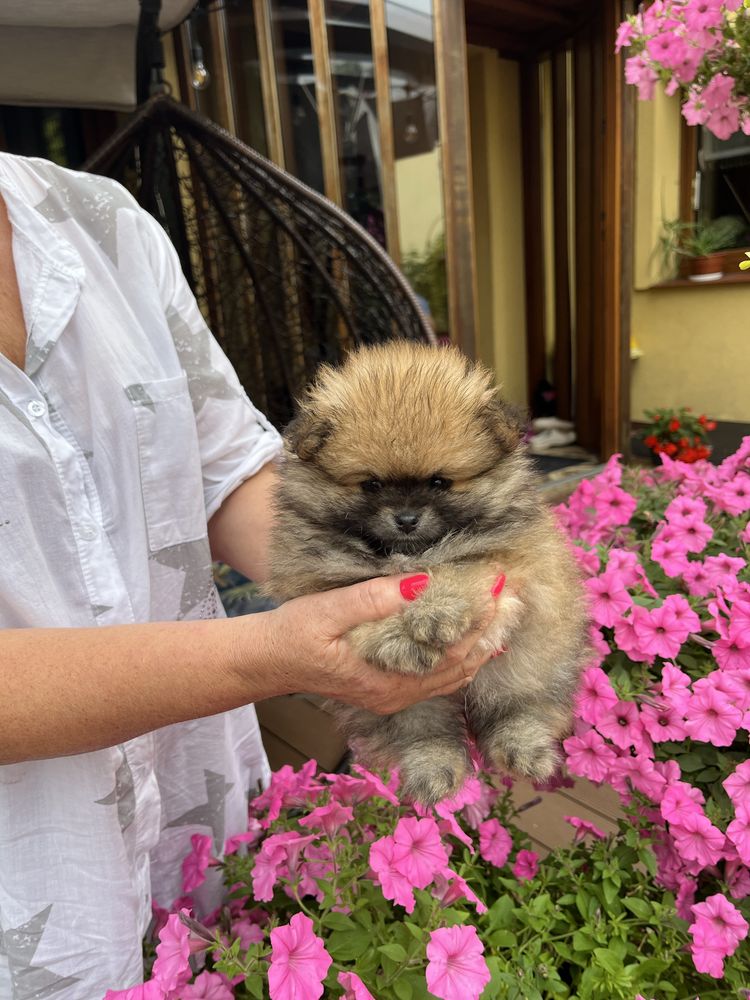 Szpic pomeranian suczka