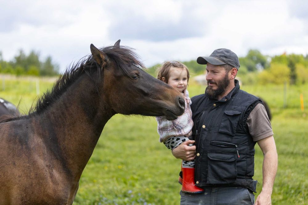 Roczna klacz huculska, hucuł.
