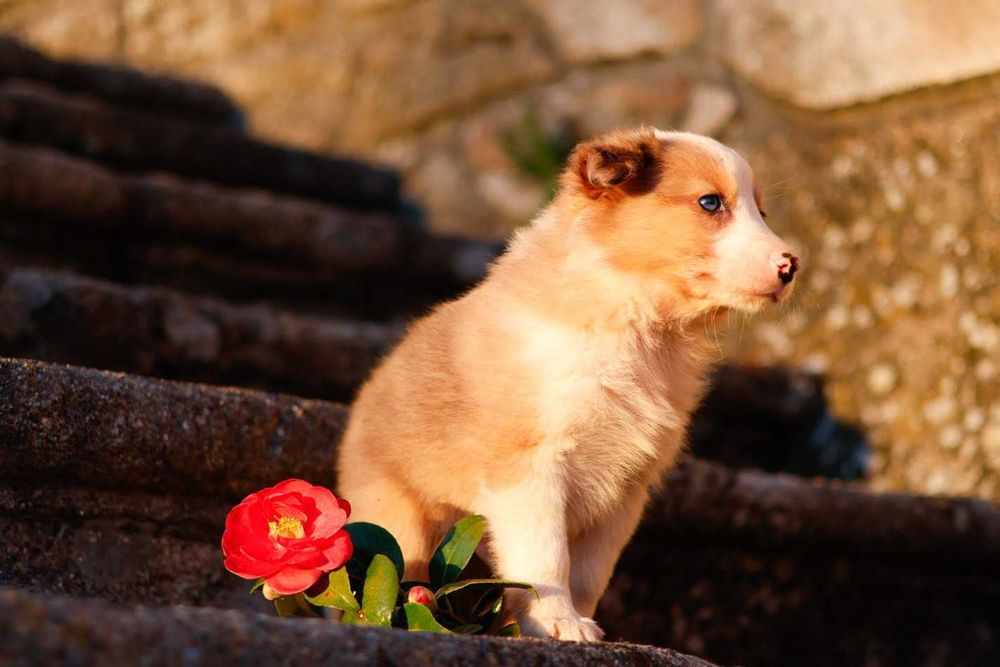 Border Collie Red Merle Vermelho Australiano Sable Blue