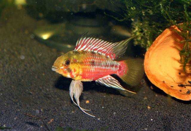 Pielęgniczka hongsloi - Apistogramma hongsloi - dowóz, wysyłka