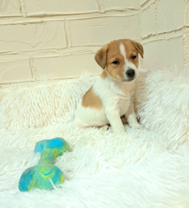 Jack russell terrier
