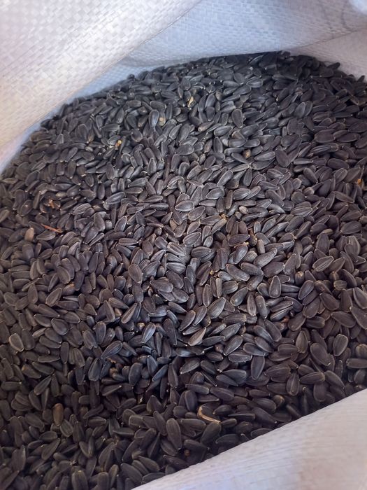 Насіння соняшника