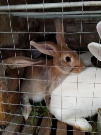 Продам кроликів домашніх