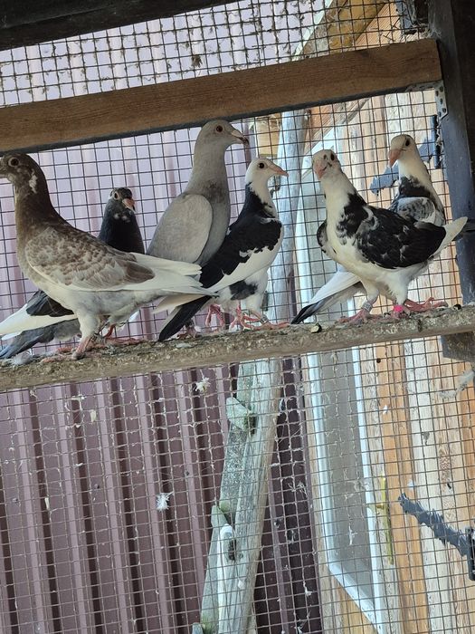 Gołebie Staropolskie