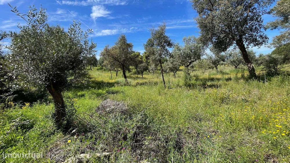 Terreno Rústico | Lousa CTB, Castelo Branco