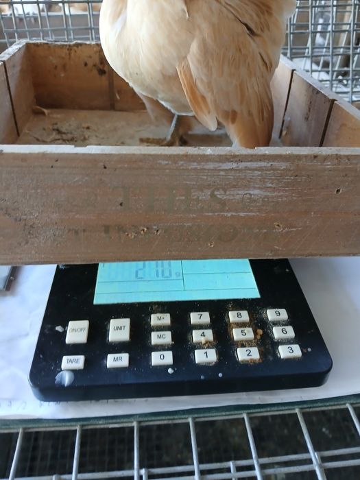 Galinhas raça Serama/Ovos