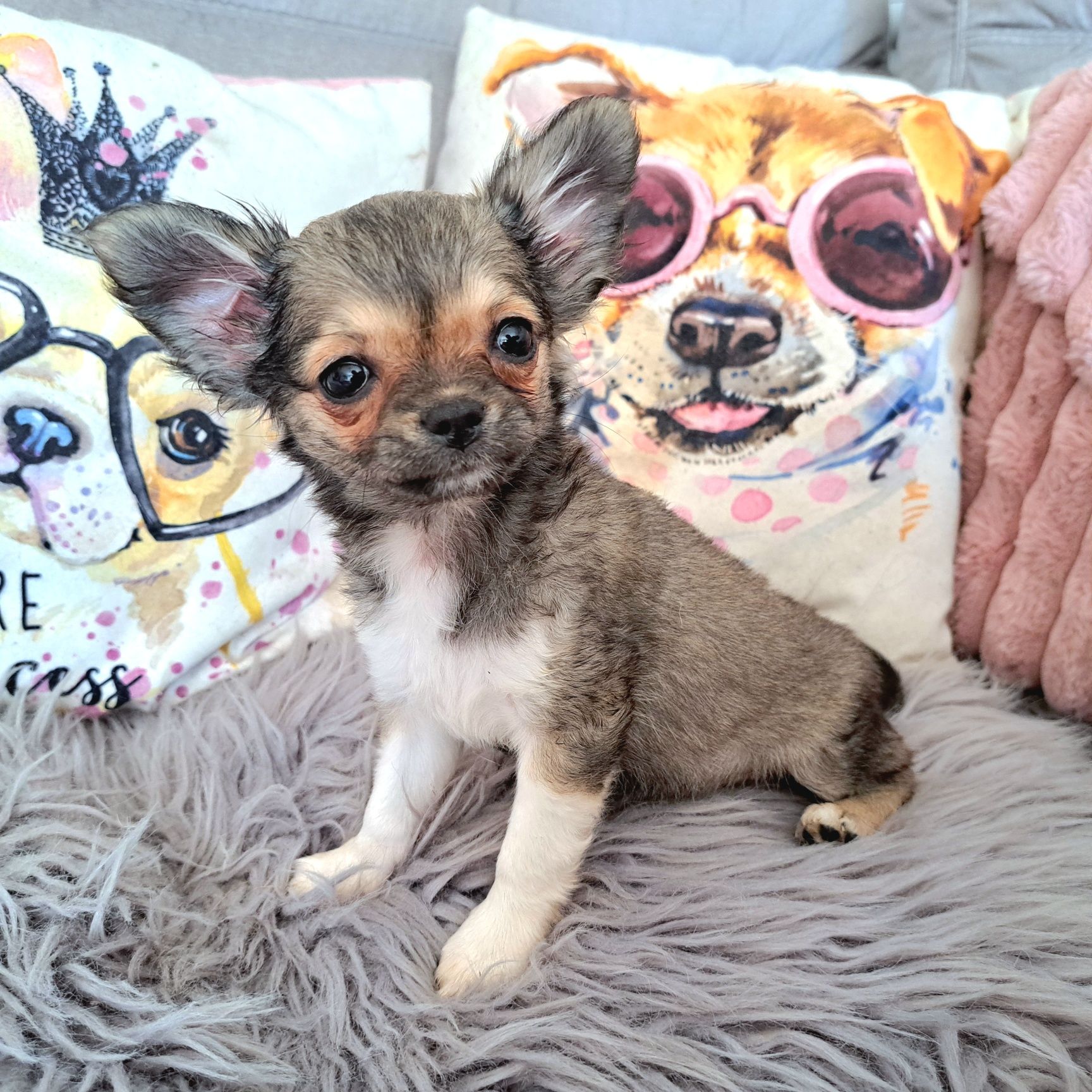 Laleczka piękna Sisi Chihuahua Do ODBIORU