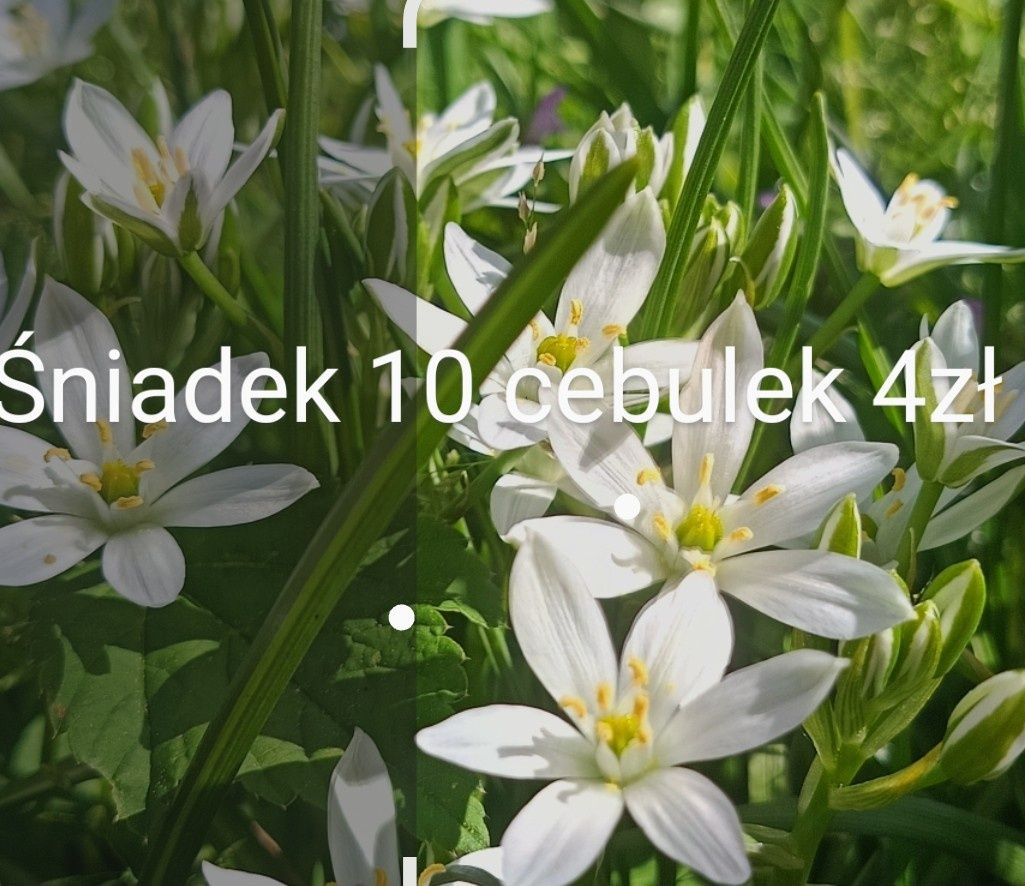 Trawa śniadek żurawka sadzonki