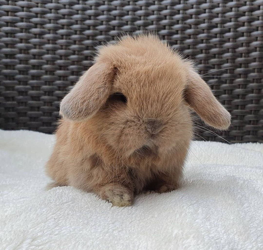 KIT Coelhos anões orelhudos, mini lop super inteligentes e dóceis