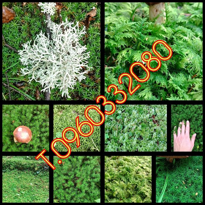 Саджанці  ялиці, ліщини