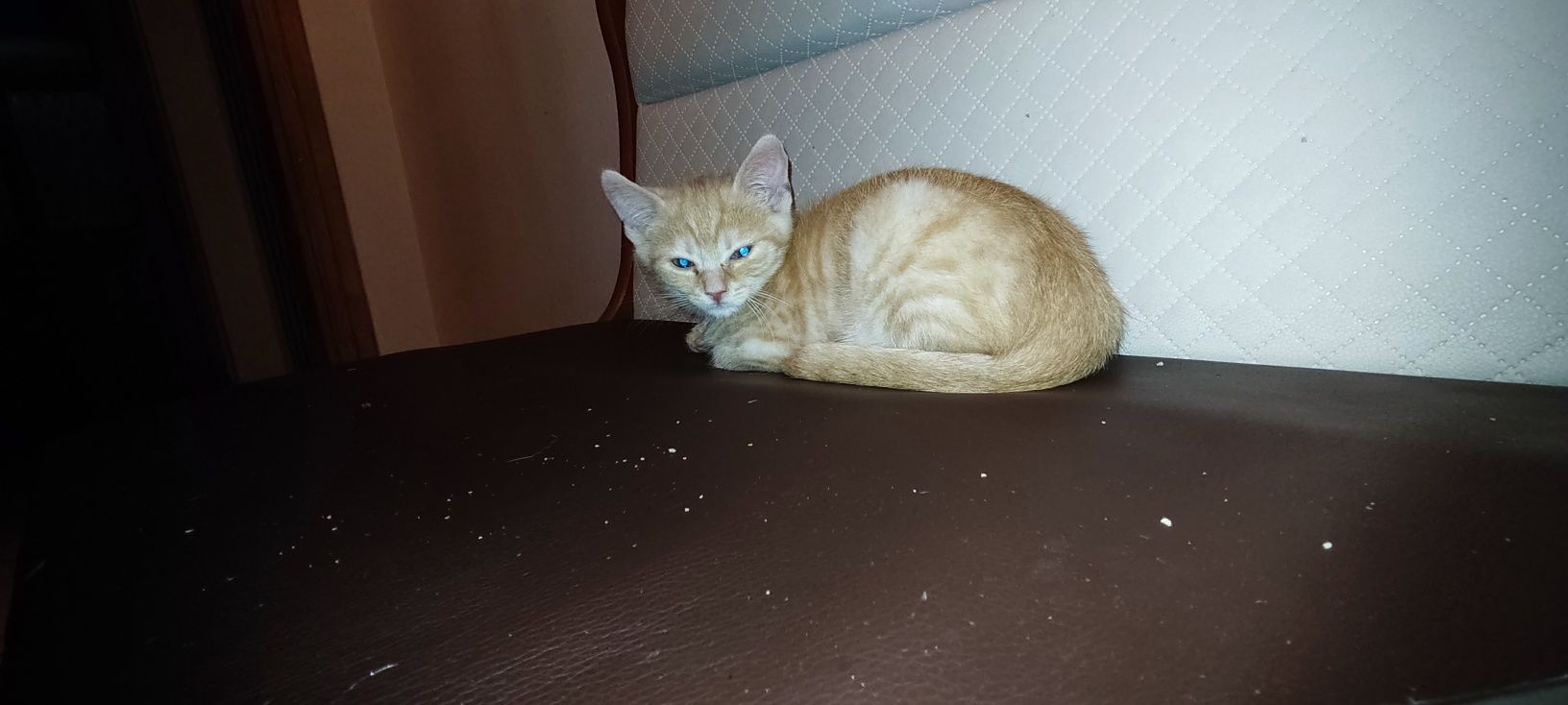 Oddam kota w dobre ręce