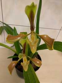 Орхідея Paphiopedilum villosum