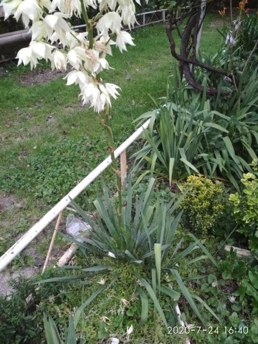 Саджанець Юка                      .