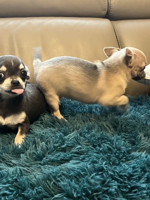 Chihuahua niebiesko podpalana suczka do odbioru