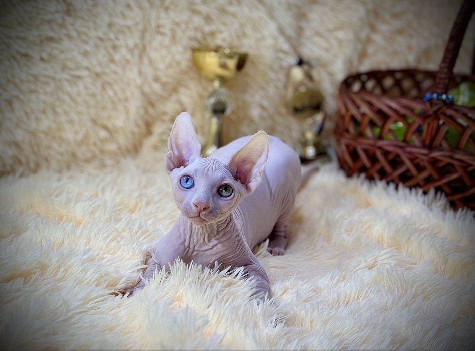 Разноглазый Канадский сфинкс, клуб родословная WCF, доставка заграницу