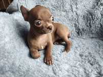 Cudnej urody mini suczka chihuahua mleczna czekolada.GOTOWA DO ODBIORU