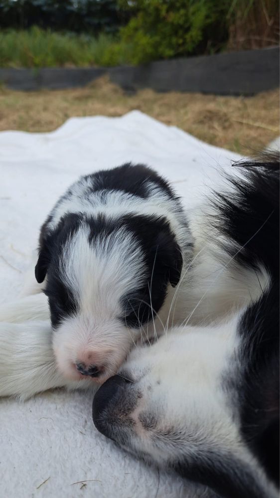 Negra cudna sunia border collie 3 tygodnie FCI ZKwP