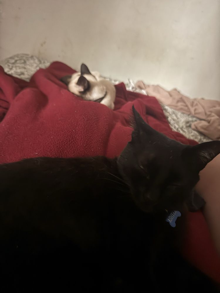 Duas gatinhas para adocao