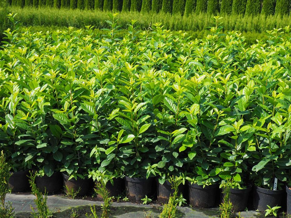 Laurowiśnia rozkrzewiona doniczka 5litrów