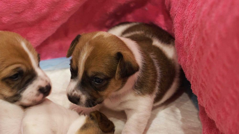 Jack Russell Terrier z hodowli "BREFIO"/badania genet./odbiór XII