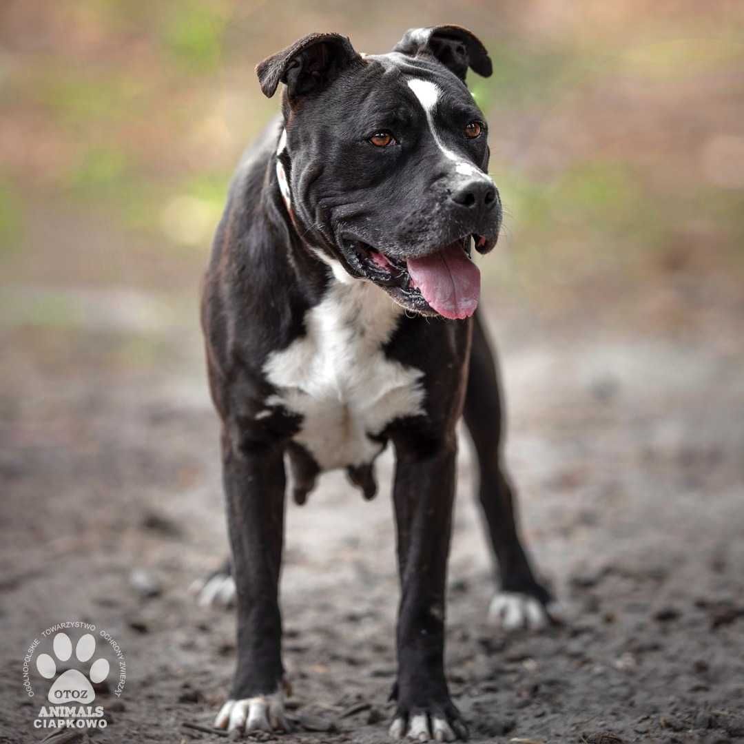 Tequila szuka doświadczonego domu! OTOZ Animlas Schronisko Ciapkowo