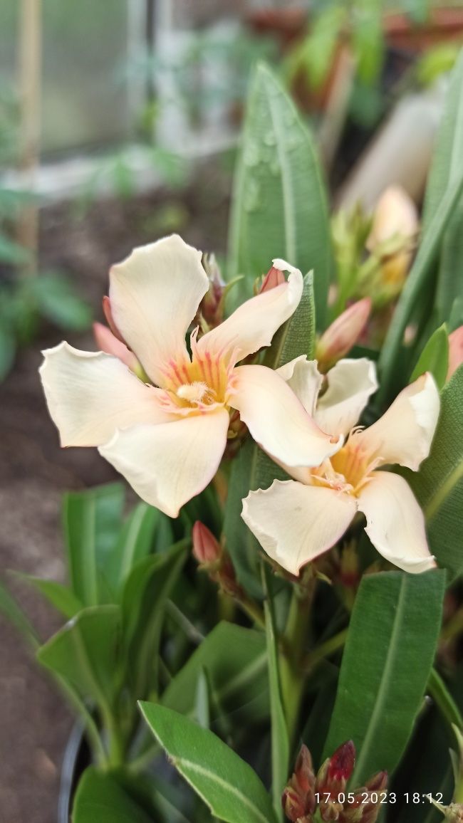 brzoskwiniowy oleander