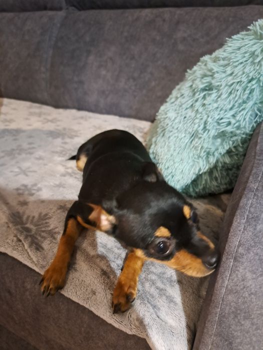 Ratlerek suczka pies piesek szczenię