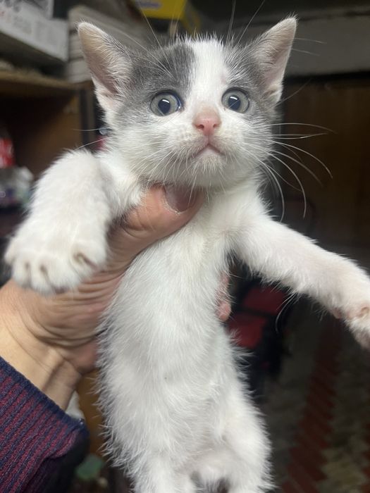 Віддам маленьких котяток