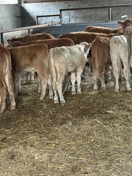 Vitelos e vitelas cruzados de limousine