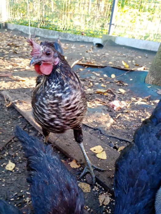Kogut młody dla kur niosek mix ayam cemani i green shell