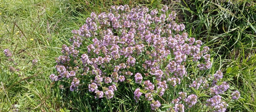 Чебрець ( Thymus serpyllum )