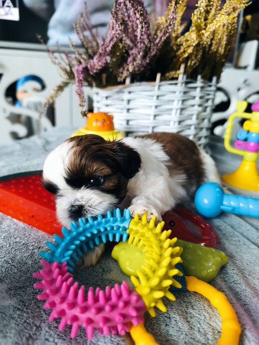 Suczka shih tzu po zdrowych rodzicach Zhpr UCI rodowód 4 pokoleniowy