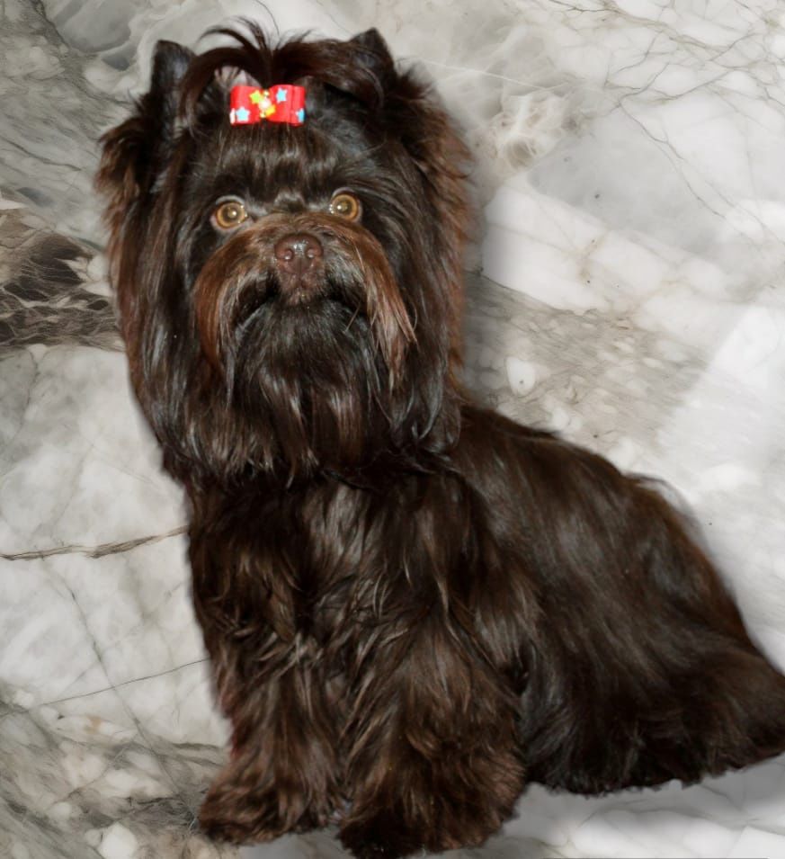 Chocolate Yorkshire Terrier male import blood line Шоколад Йорчик!