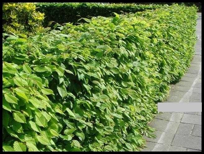 Grab pospolity na żywopłot sadzonki 70-100cm .