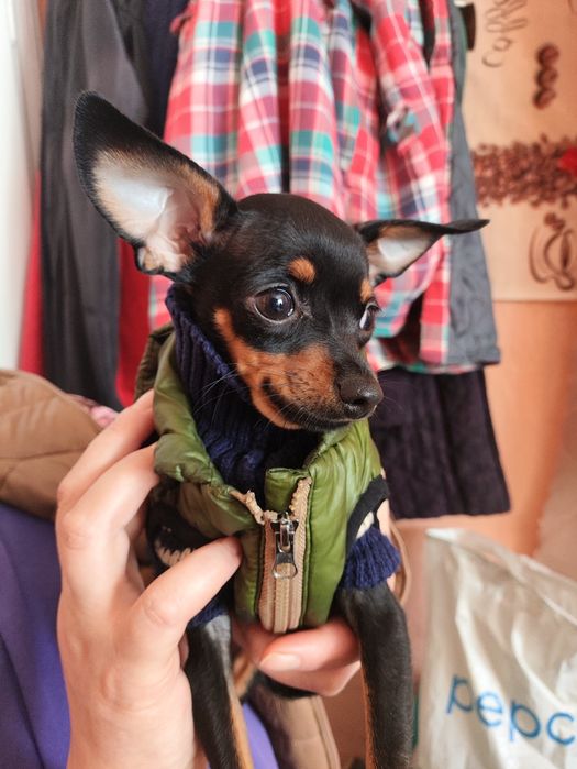 Шукаємо чисто кровнго міні той терераа девочку для вязкі