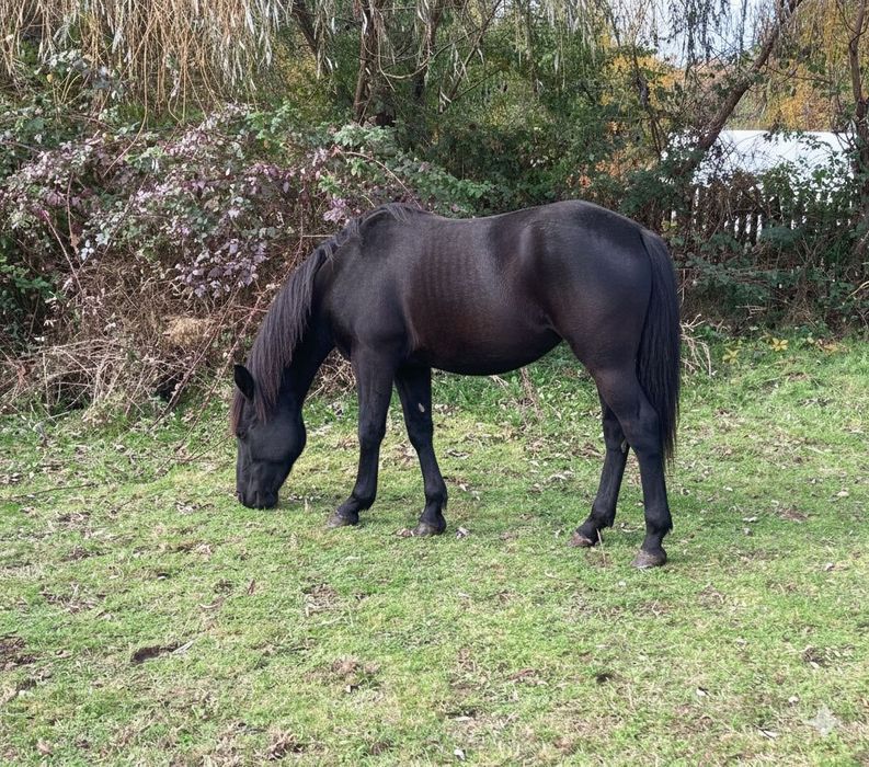 Na sprzedaż: ogier śląski TOREZ (1 rok)