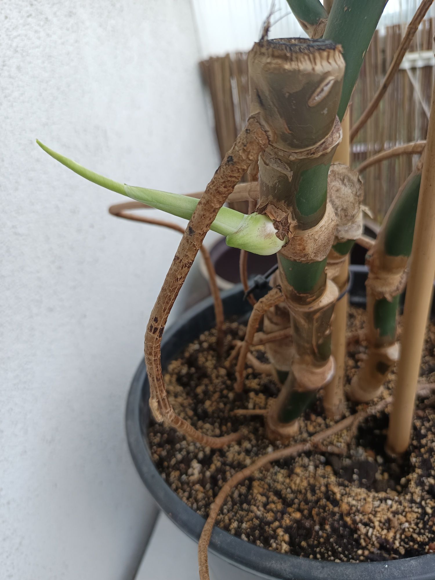 Monstera duża z doniczką